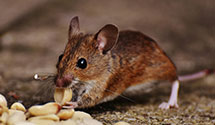 residential-pest-control Experts in Clapham